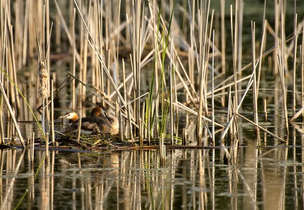 Two Great Crested Grebe Podiceps Cristatus Nest Hidden Edge Reeds — Stock Photo, Image