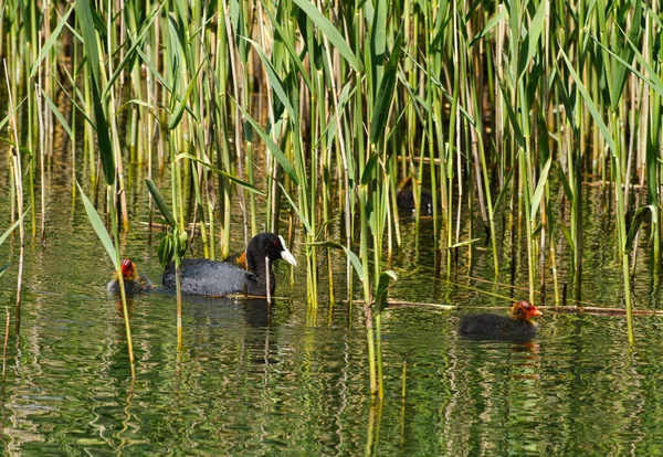 Eurasian Coot Fulica Atra Three Chicks Reeds Raszynskie Ponds Reserve — Stock Photo, Image