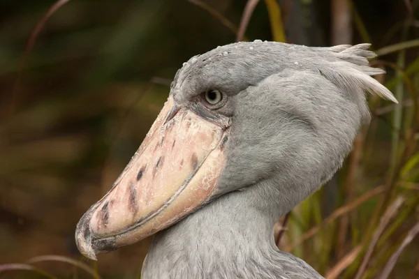 shoebill (balaeniceps rex)