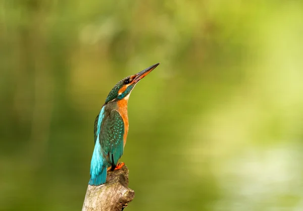 Kingfisher (Alcedo at this ) — стоковое фото