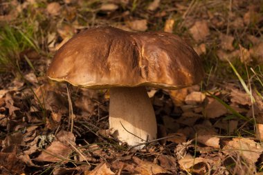 Boletus mantarı