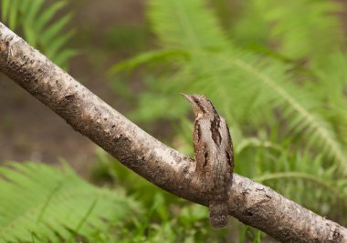 Boyunburan brach üzerinde