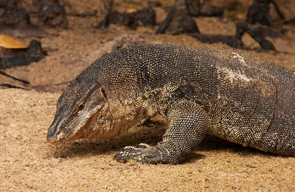 Water monitor lizard — Stock Photo, Image