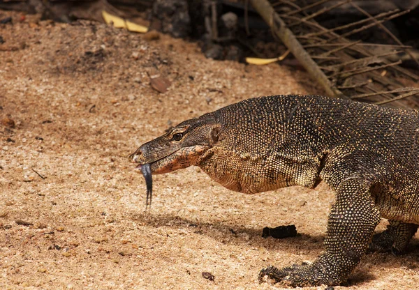 Water monitor lizard — Stock Photo, Image