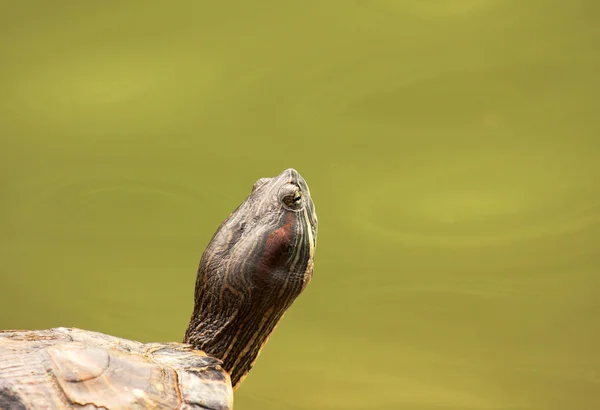 Gemalte Schildkröte im botanischen Garten von Singapore — Stockfoto