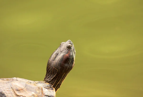 Målade sköldpadda i Singapores botaniska trädgård — Stockfoto