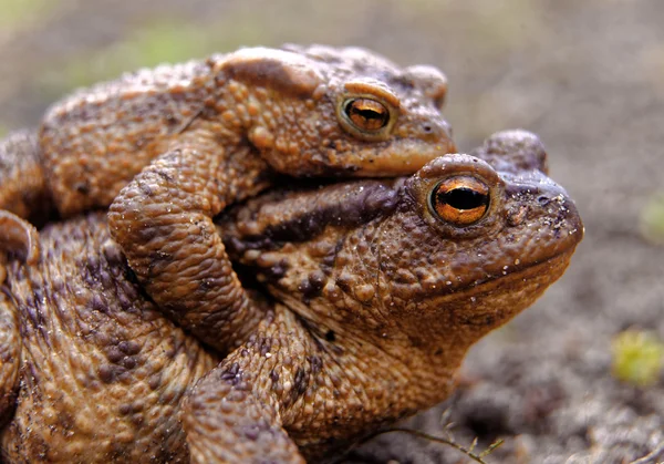 Běžné ropuchy v průběhu páření. Pohled z boku — Stock fotografie