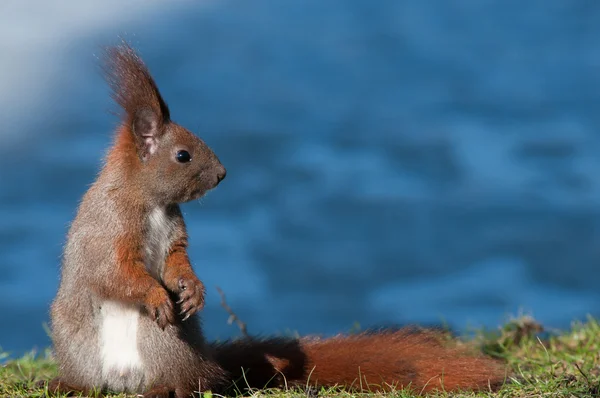 Europan squirrel sitting on the shore of the pond — Stock Photo, Image