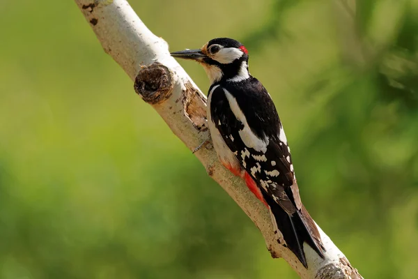 Männchen des Buntspechts sitzt auf Birke — Stockfoto