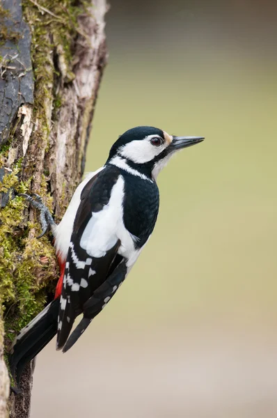 Weibchen der Buntspecht am Stamm — Stockfoto