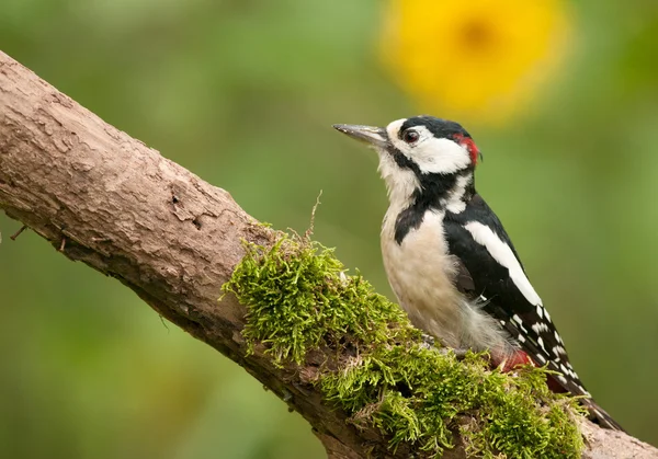 Das erwachsene Männchen des Buntspechts — Stockfoto