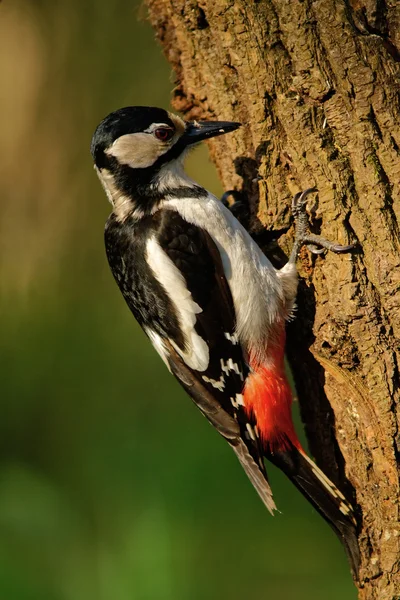 Yetişkin kadın büyük benekli ağaçkakan
