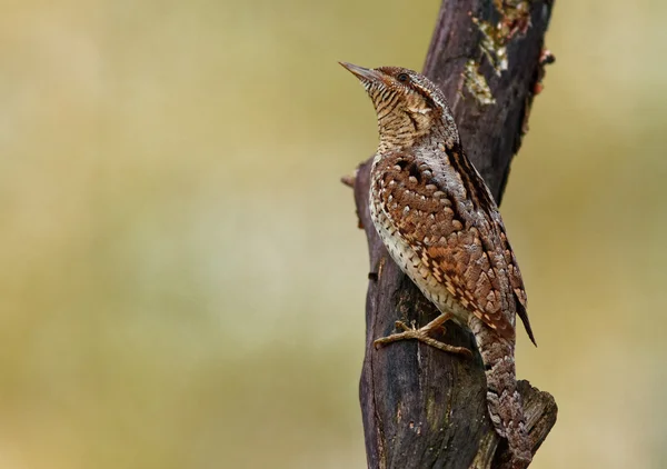 Wryneck férfi a fa törzse — Stock Fotó