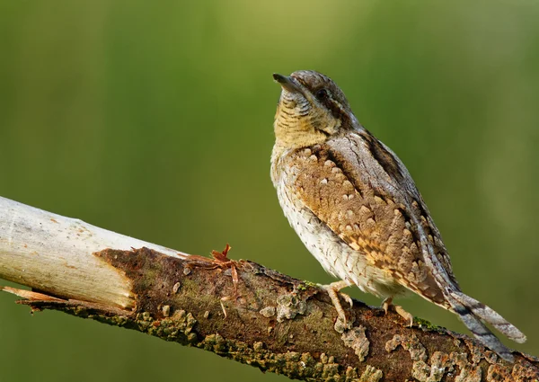 Wryneck az ágon — Stock Fotó