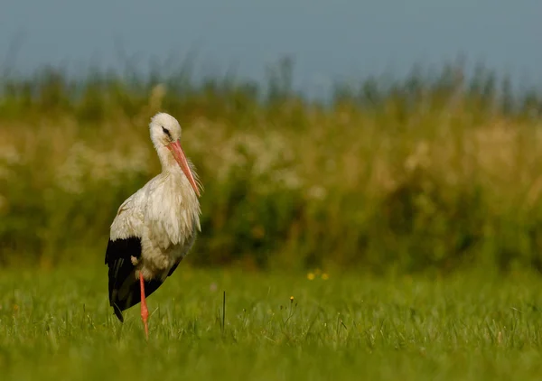 Λευκό πελαργός (Ciconia ciconia) στέκεται στο Λιβάδι — Φωτογραφία Αρχείου