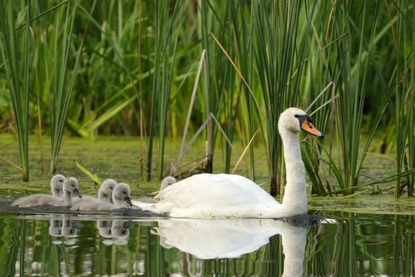 Female the mute swan with chicks — Stock Photo, Image