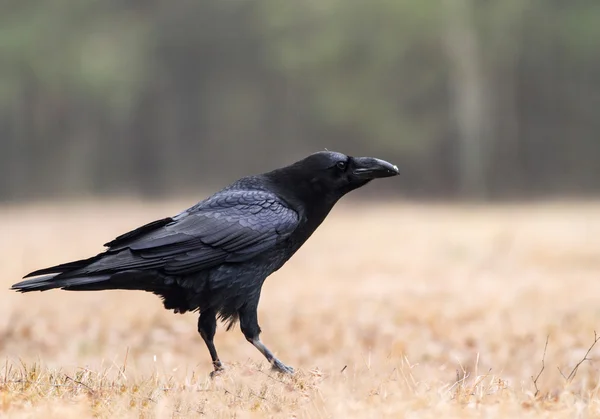 Az erdei tisztáson a Raven — Stock Fotó