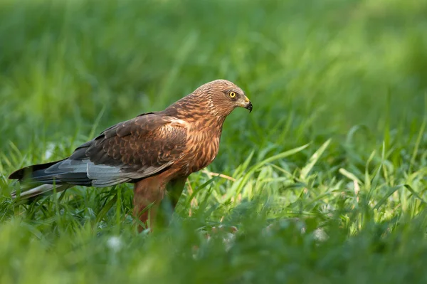 Marsh harrier erkek, çayır üzerinde oturan ve righ için arıyorsunuz