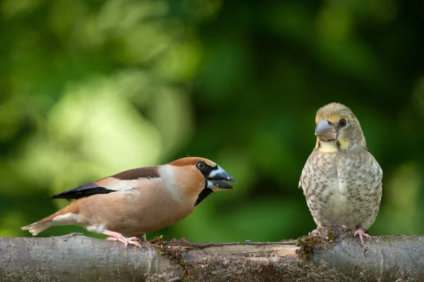 Female hawfinch from young — Stock Photo, Image