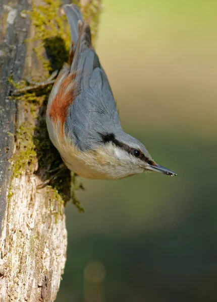 Sıvacı kuşu (Sitta europea) dikey