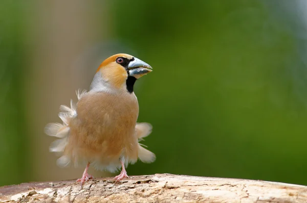 Hawfinch avec plumes soufflées — Photo