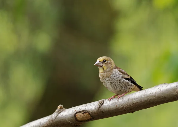 Young Hawfinch sitting — Stock Photo, Image