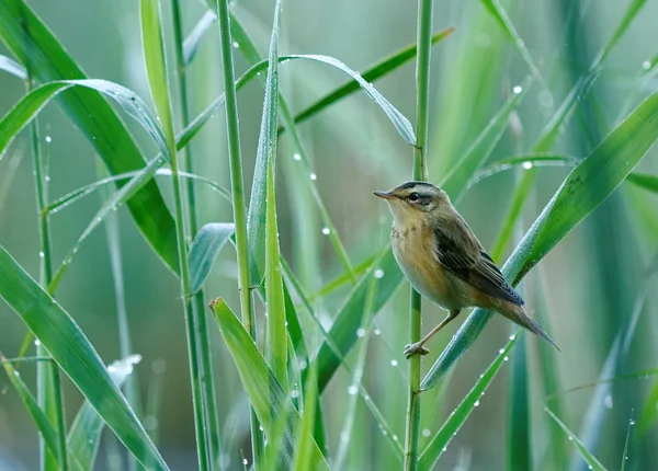 Csíkosfejű nádiposzáta (Acrocephalus paludicola) — Stock Fotó