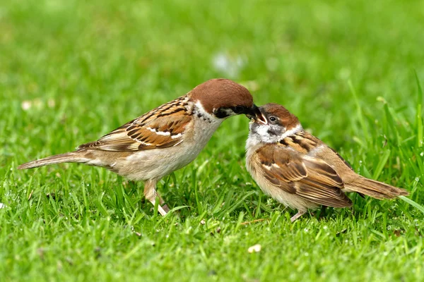 Female tree sparrow is feeding his chick — Stock Photo, Image