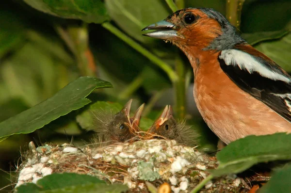 Buchfink und Küken im Nest, Nahaufnahme — Stockfoto