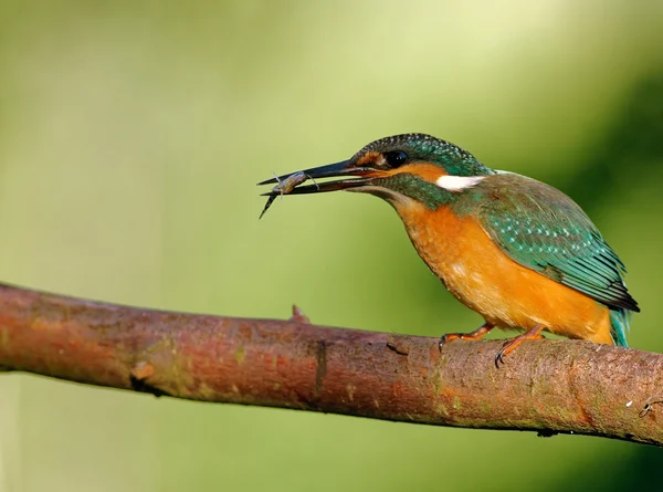 Yakalanan balık ile ortak Kingfisher