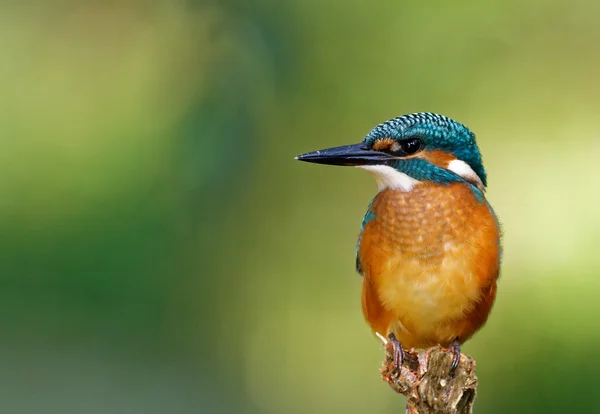 Common Kingfisher on the hunting position, horizontal — Stock fotografie