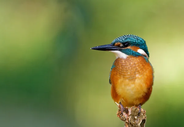 Common Kingfisher on the hunting position, hhontal — стоковое фото