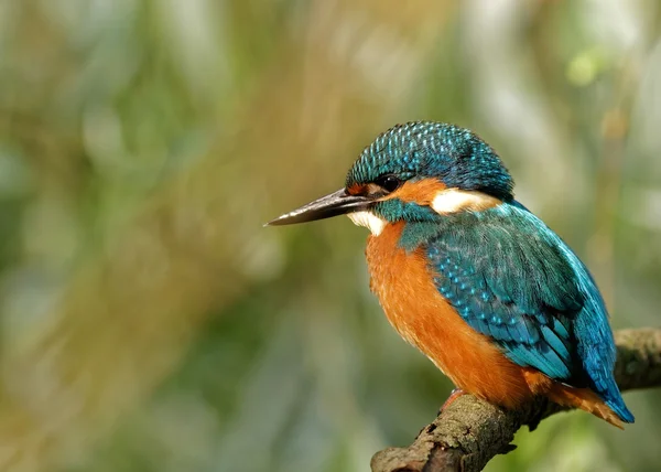 Eisvogel in der vollen Sonne, auf dem Ast sitzend — Stockfoto