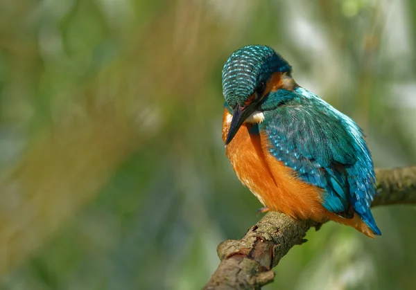 Voorkomende Kingfisher verwachten vissen in de Rriver — Stockfoto