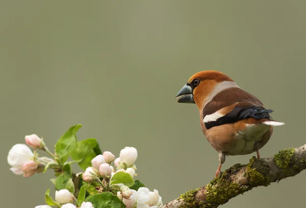 Hawfinch на гілці (Coccothraustes coccothraustes) — стокове фото