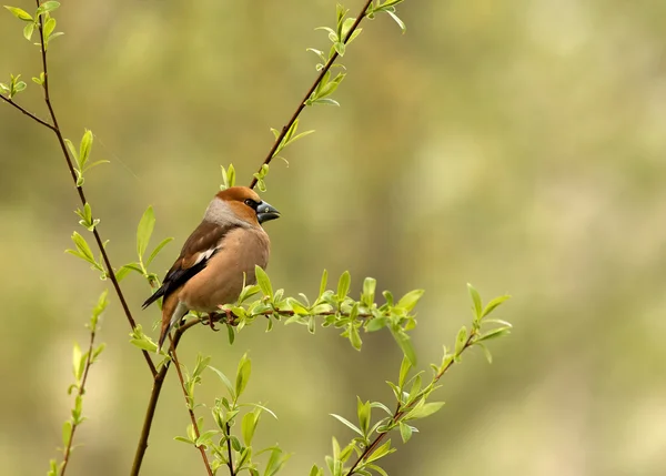 Hawfinch sits on a thin branch(Coccothraustes coccothraustes) — Stock Photo, Image