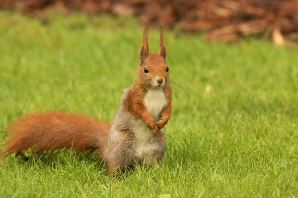 European squirrel standing on the grass (Sciurus) — Stock Photo, Image