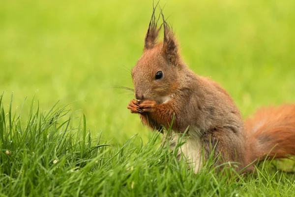 European Squirrel eating sunflower seeds (Sciurus) — Stock Photo, Image