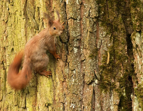 European squirrel on a tree trunk (Sciurus) — Stock Photo, Image