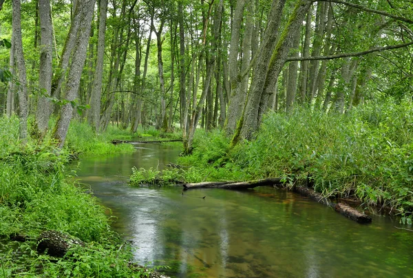 Yaz aylarında Poland.Pomerania.Kulawa Nehri. Yatay görünüm