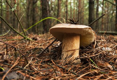 Ormanda büyüyen boletus mantarı. Yatay görünüm.