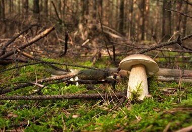 Ormanda, boletus mantarı geniş vurdu