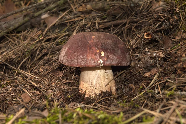 Boletus edulis växer i skogen. Horisontell vy. — Stockfoto