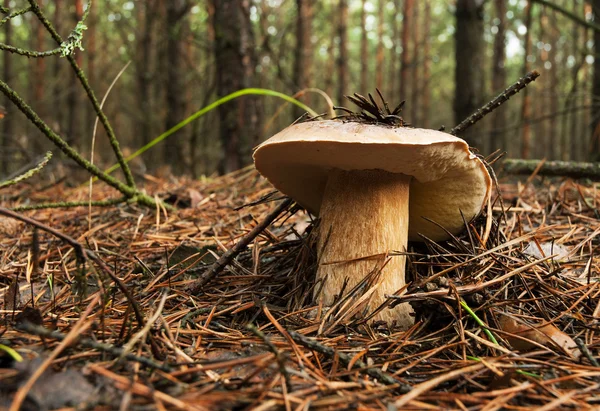 Ormanda büyüyen boletus mantarı. Yatay görünüm.