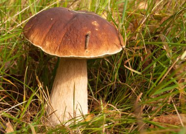 Ormanda çimenler arasında büyüyen boletus mantarı. Yatay