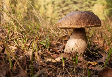 Boletus mantarı orman çim arasında kalın kökündeki olgun. Ho