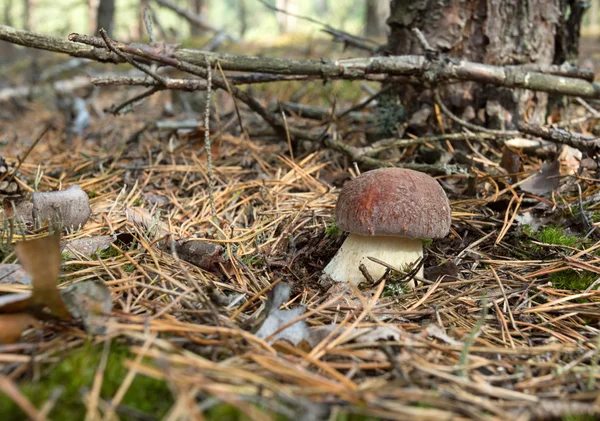 Young Boletus edulis groving i skogen. Polen. — Stockfoto