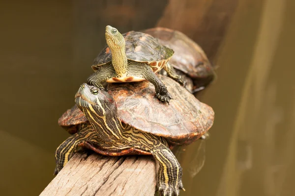 Two Painted Turtles in Sigapore Botanical Garden.Horizontal. — Stock Photo, Image