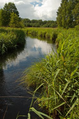 Poland.Vertical görünümünde vahşi nehir.