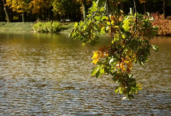 Jesienią. Oddział z oak liści na tle wody. Horizont — Zdjęcie stockowe